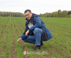 Молодая пшеница радует глаз!