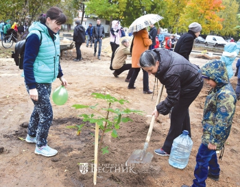 Жители города принимают участие в посадке каштанов на пр. Дзержинского