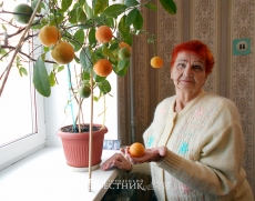 Цитрусовый рай на подоконнике