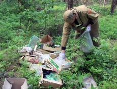 Лес становится чище