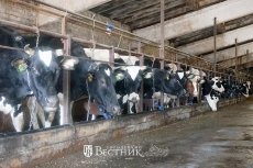 В «Белоречье» своё дело знают