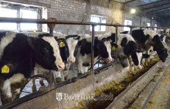 В районе выросло производство молока