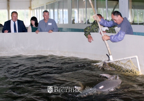 До конца года производство рыбы в регионе вырастет почти в 1,5 раза до 350 тонн