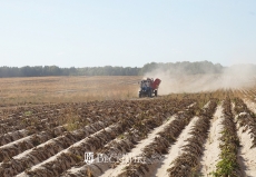 Урожая – море