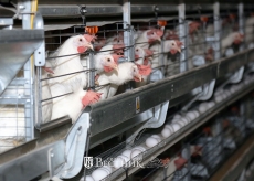 Более 20 проектов успешно реализуются в сельском хозяйстве Нижегородской области в рамках «Эффективной губернии»