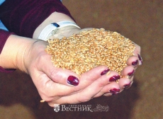 Урожай, о котором не мечтали