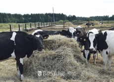 Растёт производство молока