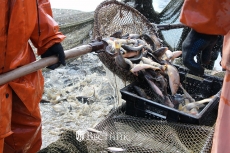 Меры поддержки нижегородских рыбхозов будут расширены