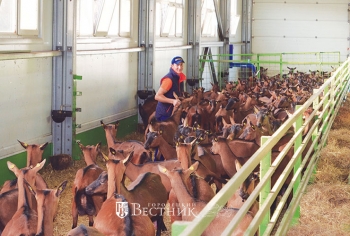 Альпийский уголок на городецкой земле
