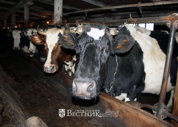 Зимовка проходит успешно