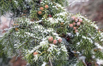 Этот удивительный можжевельник