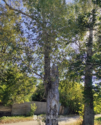 Тополя, в город наш влюблённые